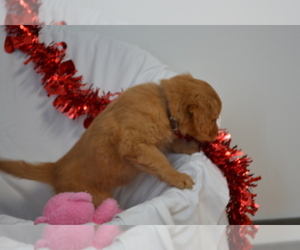 Medium Golden Retriever