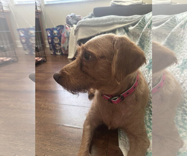 Medium Photo #5 Golden Retriever-Unknown Mix Puppy For Sale in Valrico, FL, USA