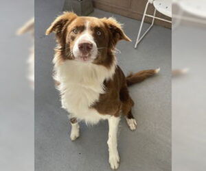 Border Collie Dogs for adoption in Salinas, CA, USA