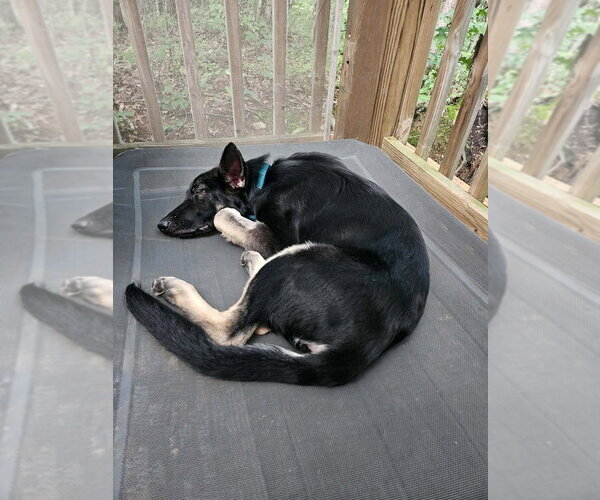Medium Photo #7 German Shepherd Dog-Unknown Mix Puppy For Sale in Candler, NC, USA