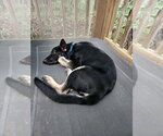 Small #6 German Shepherd Dog Mix