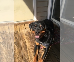 Rottweiler Puppy for sale in GERMANTOWN, MD, USA