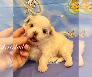 Mal-Shi Puppy for sale in WINNSBORO, LA, USA