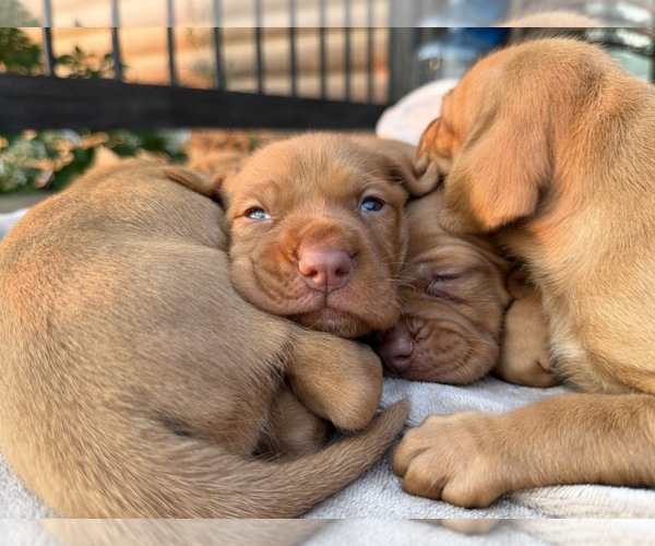 Medium Photo #4 German Shorthaired Pointer-Vizsla Mix Puppy For Sale in WAVERLY, NY, USA