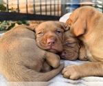 Small #3 German Shorthaired Pointer-Vizsla Mix