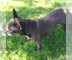 Small Photo #1 French Bulloxer Puppy For Sale in CANAJOHARIE, NY, USA