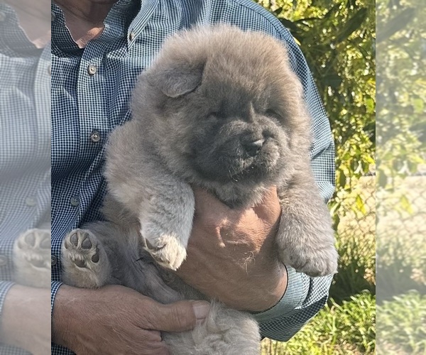 Medium Photo #8 Chow Chow Puppy For Sale in FONTANA, CA, USA