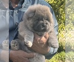 Small #7 Chow Chow