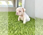 Small Photo #35 French Bulldog Puppy For Sale in MEMPHIS, TN, USA