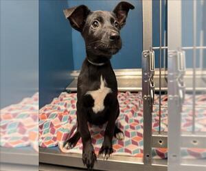 Labrador Retriever-Unknown Mix Dogs for adoption in Conroe, TX, USA