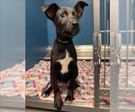 Small Labrador Retriever Mix