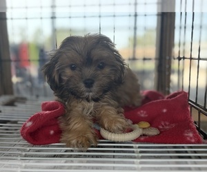 Shih Tzu Puppy for sale in CENTER HILL, FL, USA