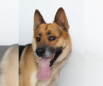 Small German Shepherd Dog