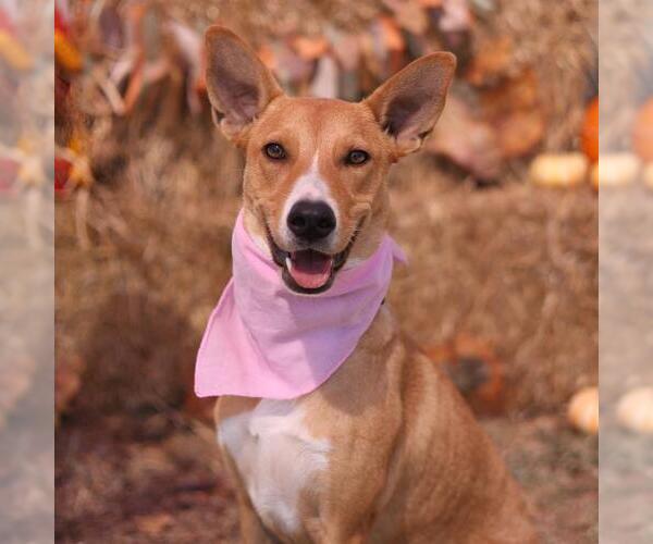 Medium Photo #2 Labrador Retriever-Unknown Mix Puppy For Sale in San Antonio, TX, USA