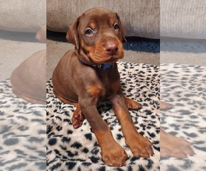 Doberman Pinscher Puppy for sale in NATRONA HEIGHTS, PA, USA