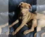Puppy 2 American Pit Bull Terrier-Chinese Shar-Pei Mix