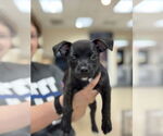 Small Boston Terrier Mix