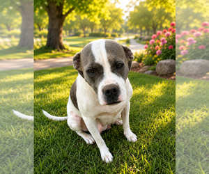 STELLA - Female Bull-Boxer Dog for Adoption - Photo #3