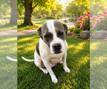 Small Photo #3 Bull-Boxer Puppy For Sale in Chandler, AZ, USA