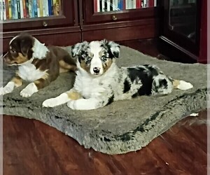 Australian Shepherd Puppy for sale in GIBSONTON, FL, USA