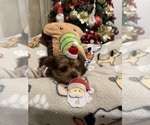 Puppy Puppy 4 Yorkshire Terrier