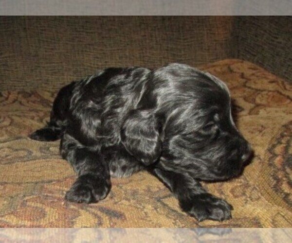Medium Photo #15 Aussie-Poo-Aussiedoodle Mix Puppy For Sale in LINCOLN, AL, USA