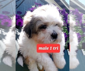 Mal-Shi Puppy for Sale in WOBURN, Massachusetts USA