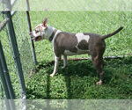 Small #2 Mutt