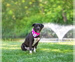 Small #2 Labrador Retriever Mix