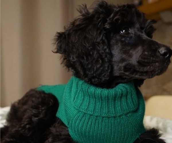 Medium Photo #1 F2 Aussiedoodle Puppy For Sale in SPRINGFIELD, MO, USA