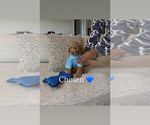 Small #17 Goldendoodle