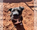 Small Photo #44 American Staffordshire Terrier Puppy For Sale in Kanab, UT, USA