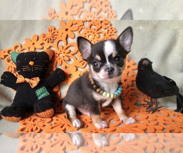 Medium Photo #2 Chihuahua Puppy For Sale in NEWVILLE, PA, USA