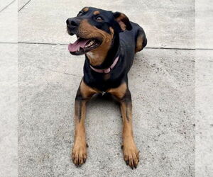 Doberman Pinscher-Unknown Mix Dogs for adoption in Spring Lake, NC, USA