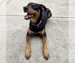 Small Doberman Pinscher Mix