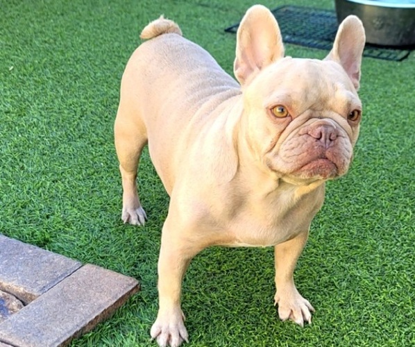 Medium Photo #5 French Bulldog Puppy For Sale in LAS VEGAS, NV, USA