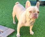 Small #4 French Bulldog