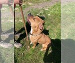 Small Photo #15 American Pit Bull Terrier-Unknown Mix Puppy For Sale in Spotsylvania, VA, USA