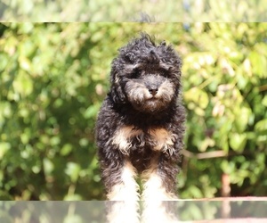 ShihPoo Puppy for sale in DYERSBURG, TN, USA