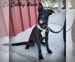 Small Labrador Retriever Mix