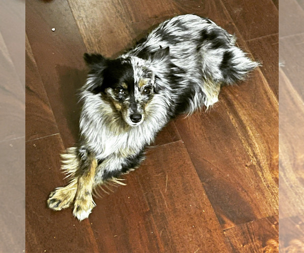 Medium Photo #1 Miniature Australian Shepherd Puppy For Sale in BROOKER, FL, USA
