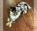 Small Photo #1 Miniature Australian Shepherd Puppy For Sale in BROOKER, FL, USA