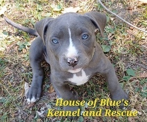 American Pit Bull Terrier Puppy for sale in DELAWARE, OH, USA