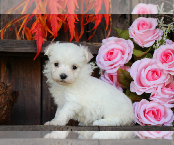 Medium Photo #1 Maltese Puppy For Sale in BALTIC, OH, USA