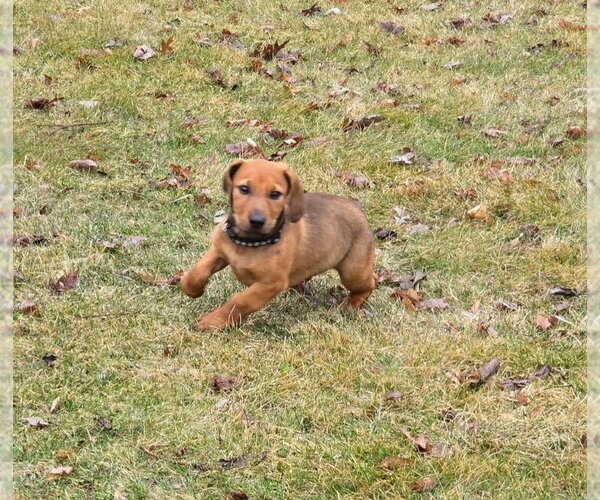 Medium Photo #13 Dachshund-Doberman Pinscher Mix Puppy For Sale in Buffalo, MN, USA