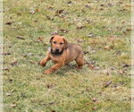Small #12 Dachshund-Doberman Pinscher Mix