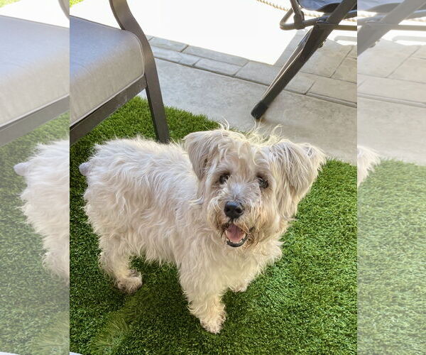 Medium Photo #4 Poodle (Miniature)-Unknown Mix Puppy For Sale in Mission Viejo, CA, USA