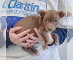 Small #1 Chiweenie