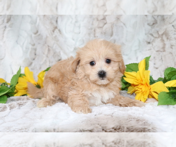 Medium Photo #1 Maltipoo Puppy For Sale in SHILOH, OH, USA