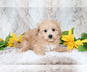Maltipoo Puppy for sale in SHILOH, OH, USA